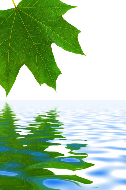 Leaf and water - Valokuva, kuva