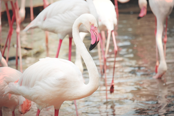 Beautiful pink flamingos in nature - Photo, Image