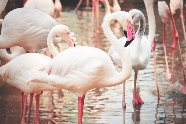Beautiful pink flamingos in nature - Photo, Image
