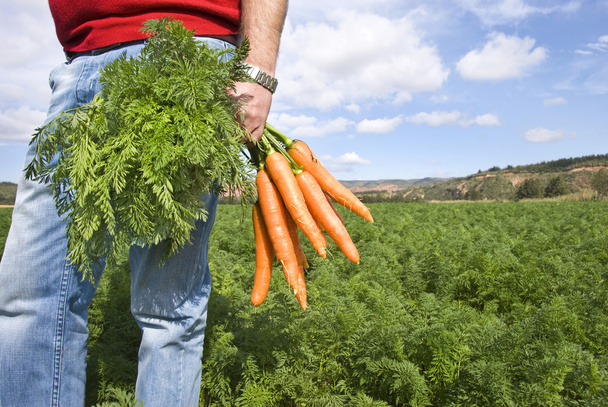 Agricoltore di carote in un campo di carote in una fattoria
 - Foto, immagini