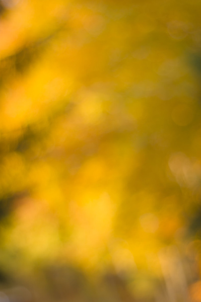 herfst natuurlijke bokeh met zon voor de achtergrond of achtergrond - Foto, afbeelding