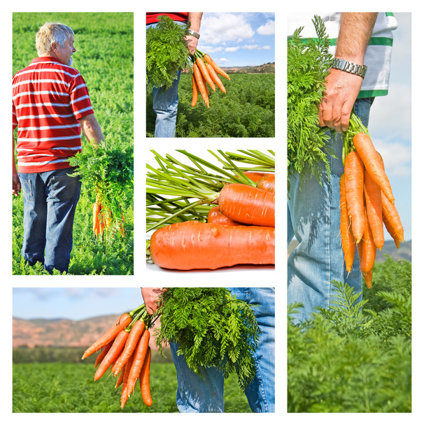 Collage de granjero zanahoria en su granja
 - Foto, imagen