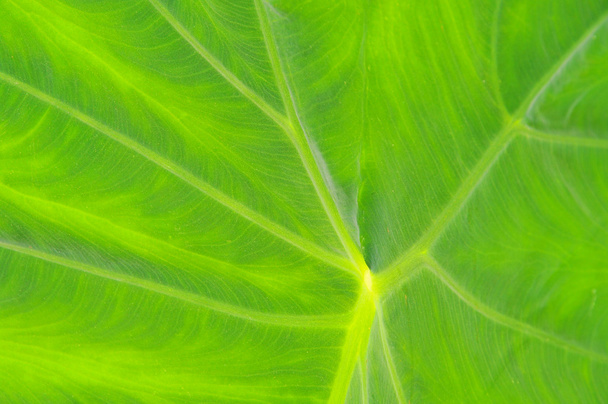 Leaf vein 01 - Photo, Image