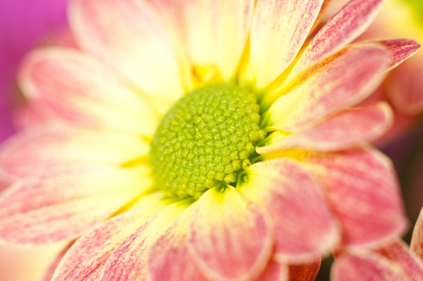Yellow flower background - Foto, Imagen