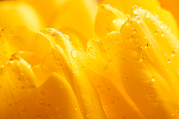 view close-up of buds on yellow tulips - Zdjęcie, obraz