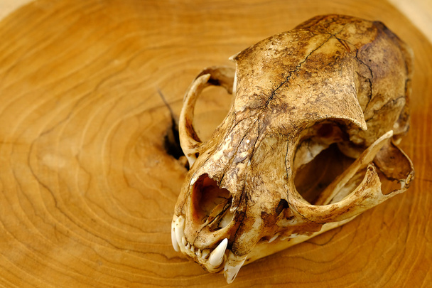 asiatico goldden gatto o temminck's gatto cranio e canino su legno
 - Foto, immagini