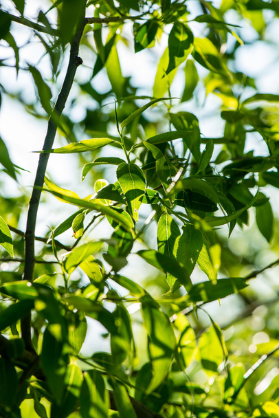 Зеленая весенняя листва в стране
 - Фото, изображение