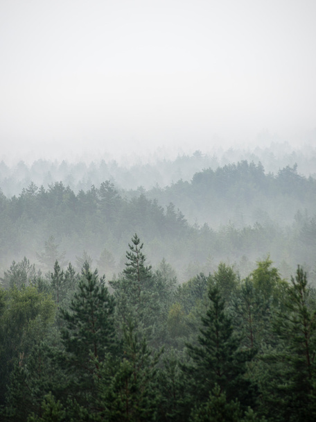 Панорамний вид на туманний ліс
 - Фото, зображення