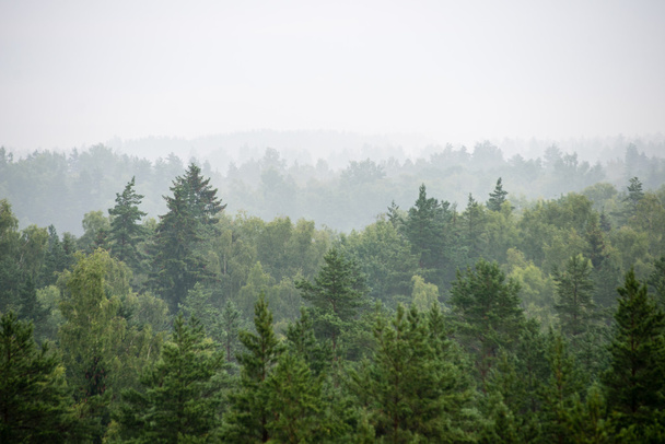 Панорамный вид туманного леса
 - Фото, изображение