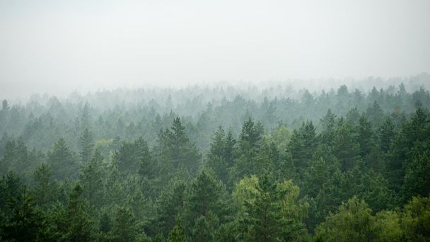 Vue panoramique de la forêt brumeuse
 - Photo, image