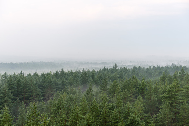 霧の森のパノラマ ビュー - 写真・画像