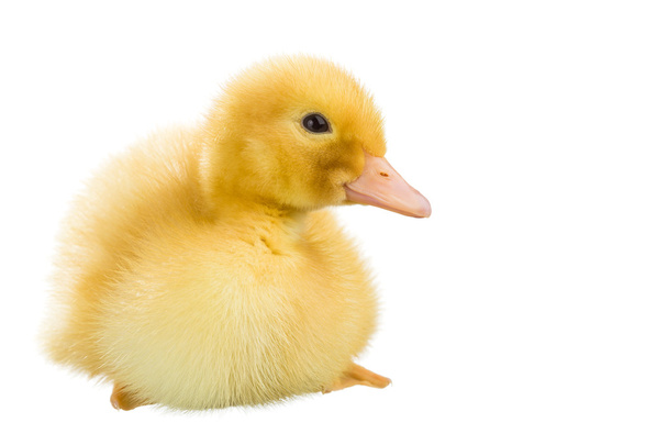A yellow duckling on a white background - Photo, Image