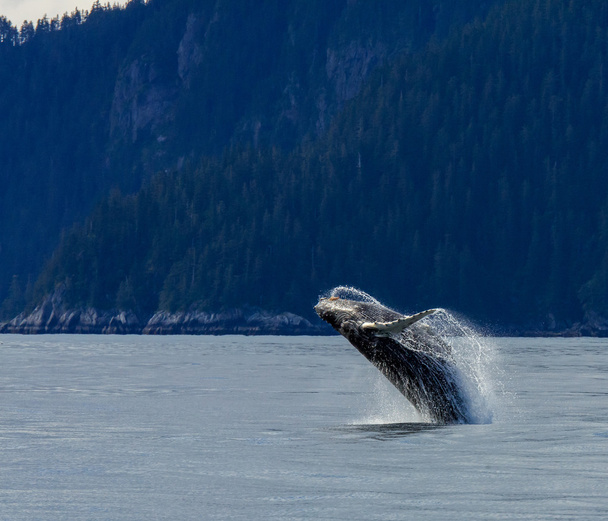 Infracción de ballena Hampback
.. - Foto, Imagen