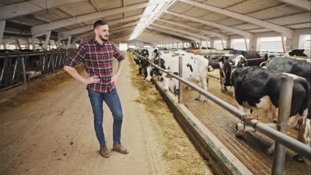 Nézd a fiatal, vonzó mezőgazdasági termelő a tehenek az istállóban. Nyers videofelvétel. - Felvétel, videó