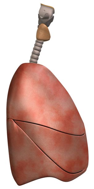Vista lateral dos pulmões
 - Foto, Imagem