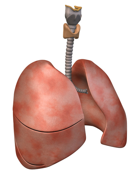 Lungs Three _ Quarter View
 - Foto, imagen