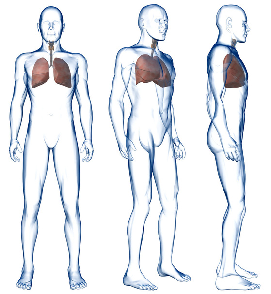 Pulmones en el cuerpo humano Tres vistas
 - Foto, Imagen