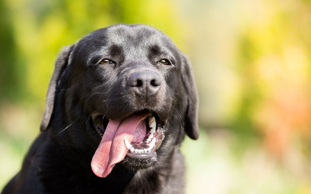 ブラックラブラドールレトリバー犬の肖像画 - 写真・画像