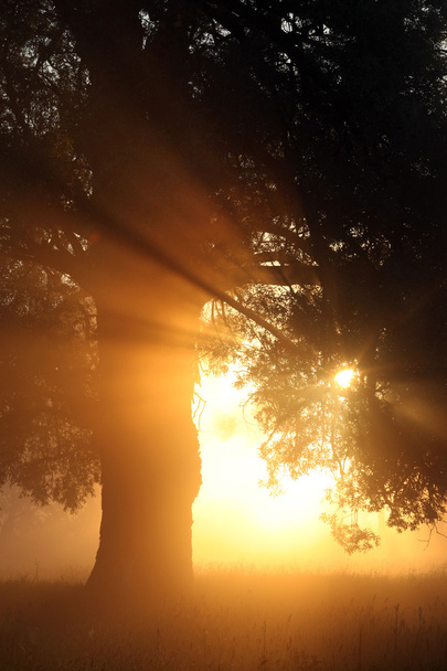 delightful dawn in oak - Φωτογραφία, εικόνα