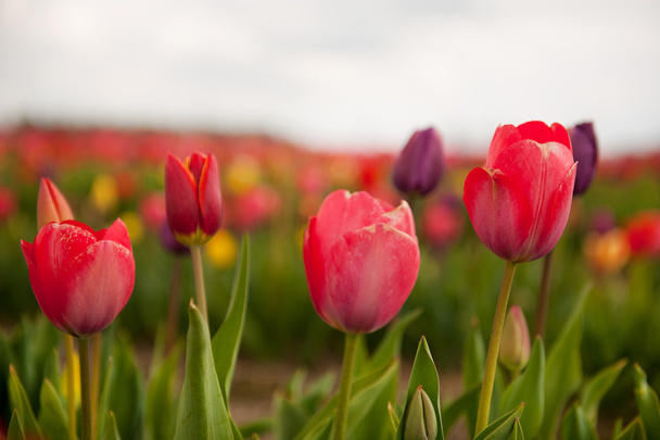 Colorful Dutch tulips - Foto, Imagen