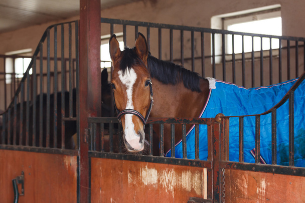 Лошадь в одеяле
 - Фото, изображение