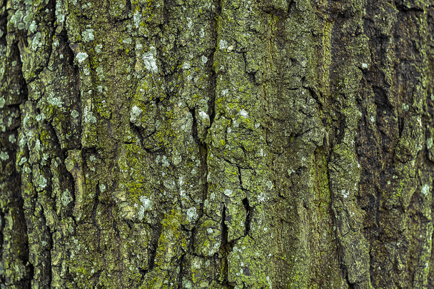 Bark of tree - Фото, изображение