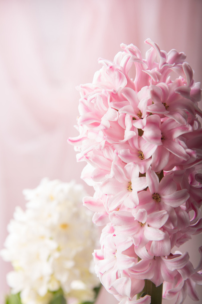 růžové a bílé Hyacint - Fotografie, Obrázek