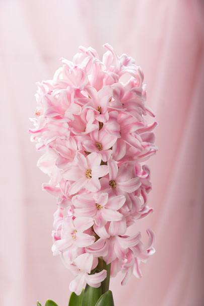 Růžový kvetoucí Hyacint - Fotografie, Obrázek