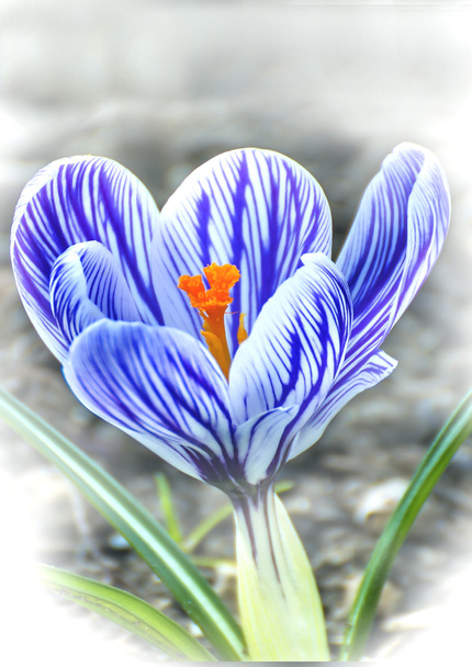 Krokus, kwiat wiosna w Niemczech - Zdjęcie, obraz