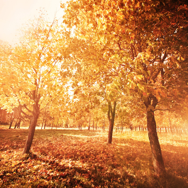 podzimní krajina v parku - Fotografie, Obrázek