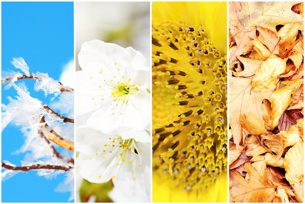 Vier-Jahreszeiten-Collage - Foto, Bild