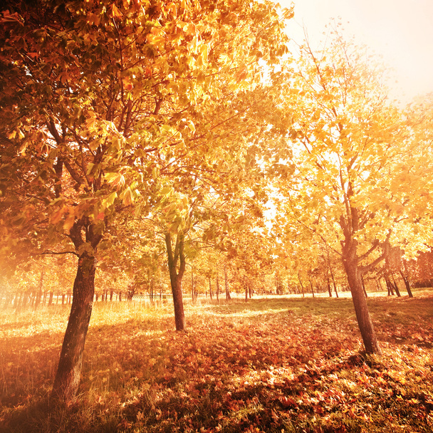 autumn landscape in park - Valokuva, kuva