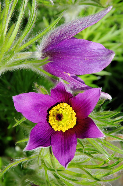 Pasque flower 16 - Photo, Image
