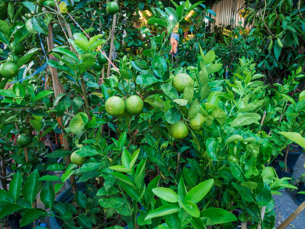 Verse limoenen vruchten opknoping op een boom - Foto, afbeelding