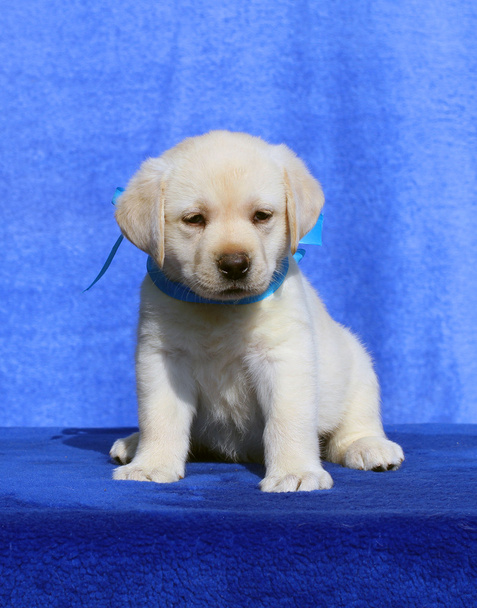 malé labradorské štěně na modrém pozadí - Fotografie, Obrázek