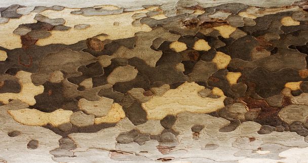 sycamore árvore de textura da casca
 - Foto, Imagem