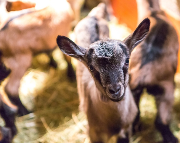 Portraits de bébés chèvres
 - Photo, image