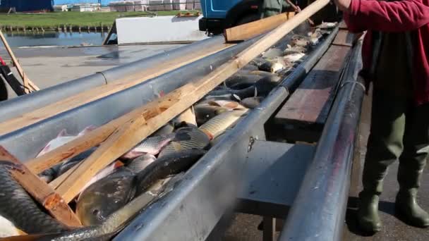 Industrie de la pêche Récolte du poisson à la pisciculture
 - Séquence, vidéo