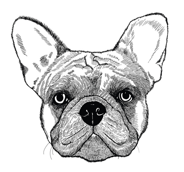 Bouledogue français, illustration de chien vecteur
 - Vecteur, image