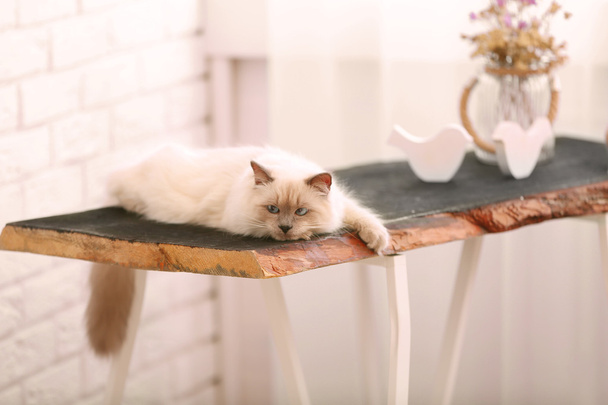 Color-point cat lying on wooden table in living room - Fotó, kép