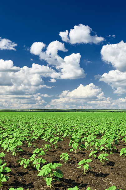 paisagem de primavera, campo verde com arbusto de planta cultivada de sementes vegetal e céu nublado azul
 - Foto, Imagem