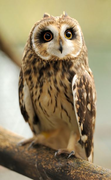 Young owl - Foto, afbeelding