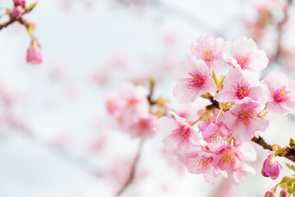 Sakura vaaleanpunaisia kukkia puussa
 - Valokuva, kuva