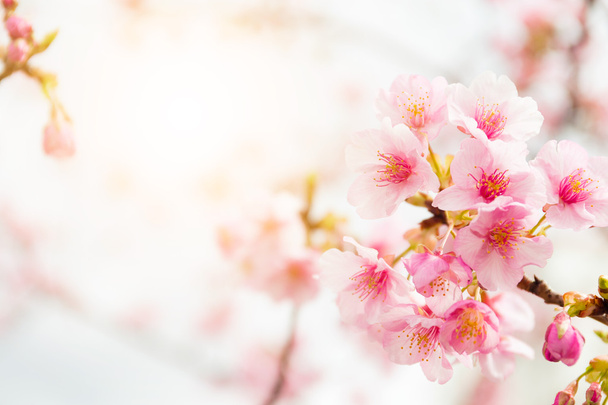 Sakura, růžové květy na stromě - Fotografie, Obrázek