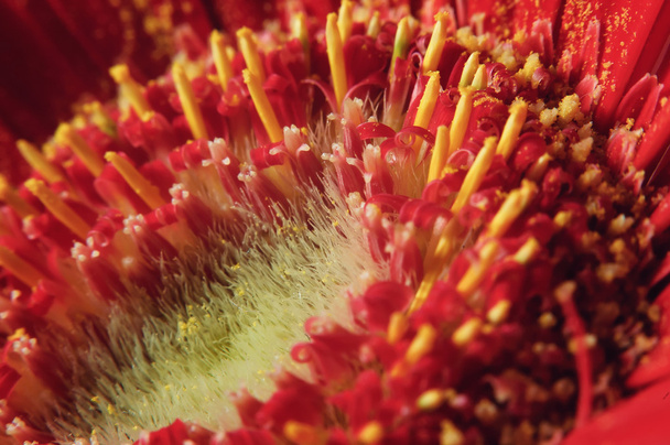 Macro red flower gerbera - Foto, Imagen