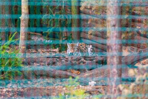 Retrato de lince, gato salvaje europeo
 - Foto, imagen