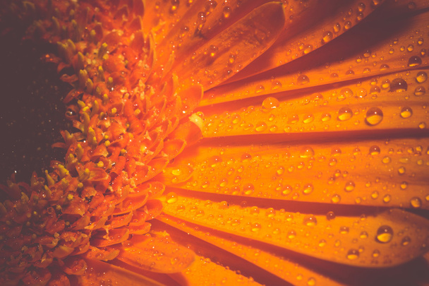 Macro rétro Gerbera orange
 - Photo, image