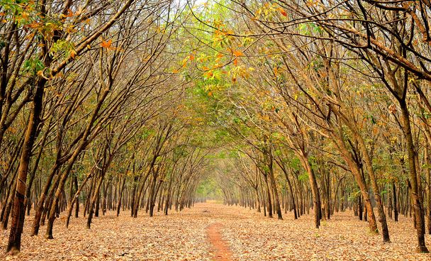 Kolorowe liście plantacji kauczuku w jesieni, Wietnam - Zdjęcie, obraz