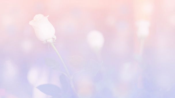rosa Blume und blauer Boho-Stil Hintergrund - Foto, Bild