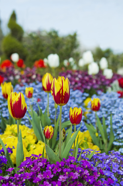 Красные и желтые тюльпаны в саду цветов
 - Фото, изображение